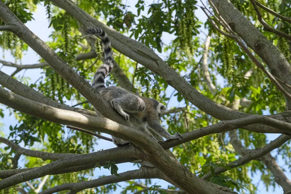 Ring Tailed Lemur Open Zoo Area High Quality Photo — Photo