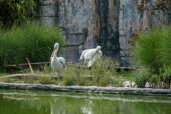 Кучерявий Пелікан Відкритому Зоопарку Високоякісна Фотографія — стокове фото