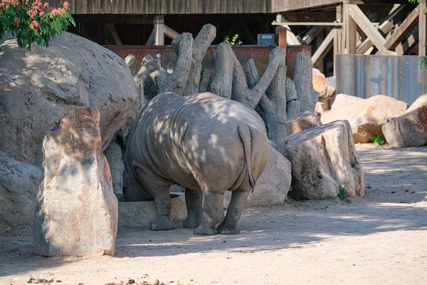 White Rhino Ceratotherium Simum Large Zoo Park High Quality Photo — 图库照片