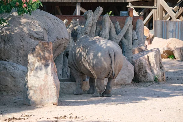 White Rhino Ceratotherium Simum Large Zoo Park High Quality Photo — 图库照片