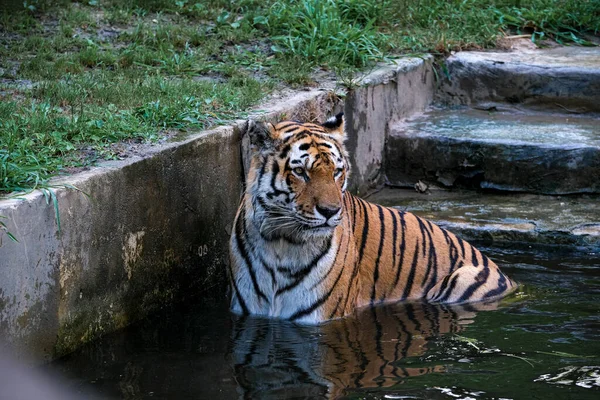 Panthera Tigris Altaica Siberian Amur Tiger Large Tub Water High — стоковое фото