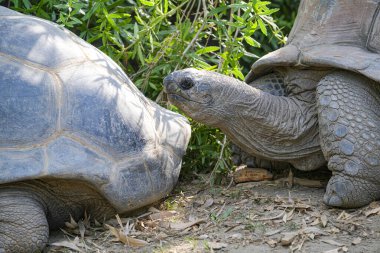 Aldabrachelys dev kaplumbağa çay dev kaplumbağa açık hayvanat bahçesi alanında. Yüksek kalite fotoğraf