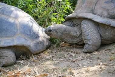 Aldabrachelys dev kaplumbağa çay dev kaplumbağa açık hayvanat bahçesi alanında. Yüksek kalite fotoğraf