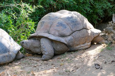 Aldabrachelys dev kaplumbağa çay dev kaplumbağa açık hayvanat bahçesi alanında. Yüksek kalite fotoğraf