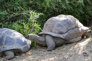 Aldabrachelys gigantea giant tortoise in open zoo area. High quality photo