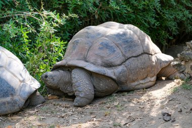Aldabrachelys gigantea giant tortoise in open zoo area. High quality photo