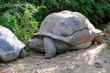 Aldabrachelys gigantea giant tortoise in open zoo area. High quality photo
