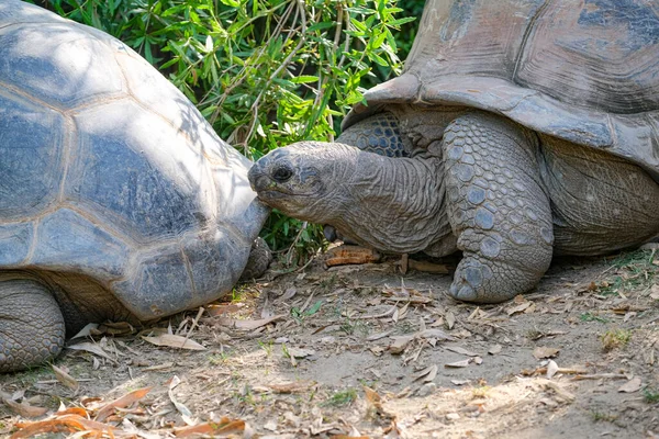 Aldabrachelys gigantea giant tortoise in open zoo area. High quality photo
