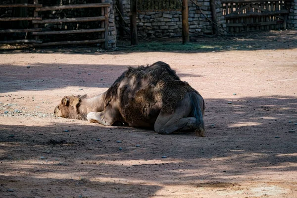 Dromedary Open Zoo Area High Quality Photo — 图库照片