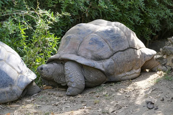 Aldabrachelys Gigantea Giant Tortoise Open Zoo Area High Quality Photo — 图库照片