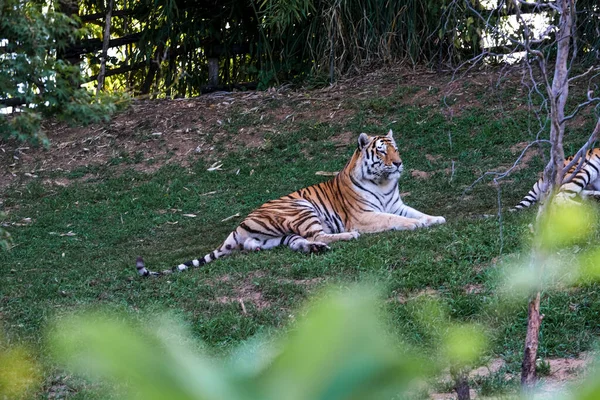 Panthera Tigris Altaica Siberian Amur Tiger Open Zoo Area High — Foto de Stock