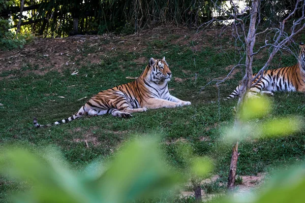 Panthera Tigris Altaica Siberian Amur Tiger Open Zoo Area High — стоковое фото