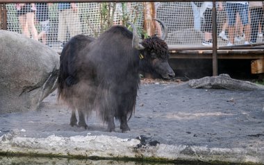 Bos siyah öküzü muhafaza altında grunnies. Yüksek kalite fotoğraf
