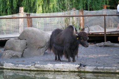Bos siyah öküzü muhafaza altında grunnies. Yüksek kalite fotoğraf