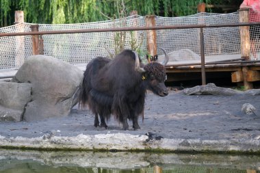 Bos siyah öküzü muhafaza altında grunnies. Yüksek kalite fotoğraf