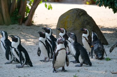 Bir grup Spheniscus magellanicus magellanic penguen. Yüksek kalite fotoğraf