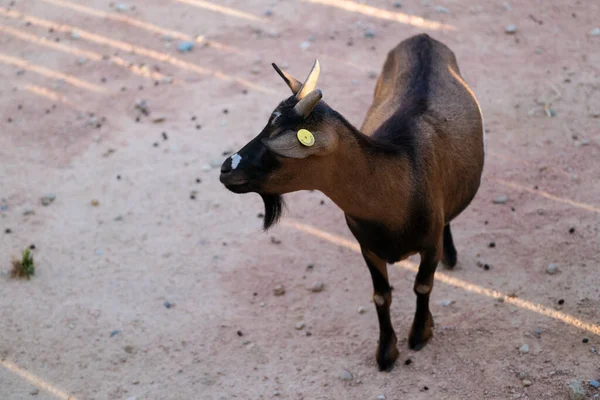 Dwarf Goat Enclosure High Quality Photo — ストック写真