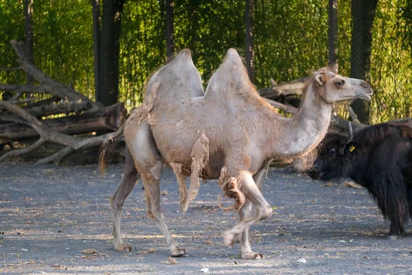 Camelus Bactrianus Camel Enclosure High Quality Photo — Stock Photo, Image