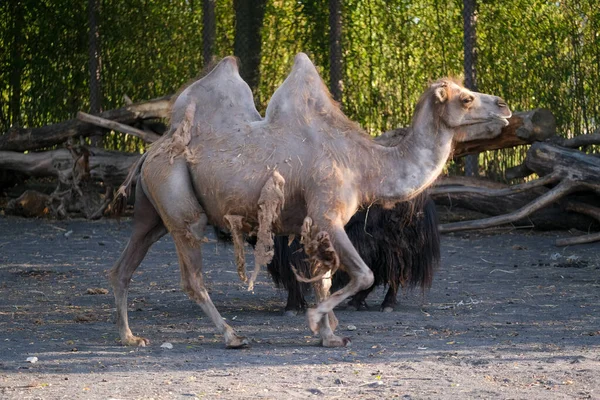 Camelus Bactrianus Camel Enclosure High Quality Photo — Stock Photo, Image