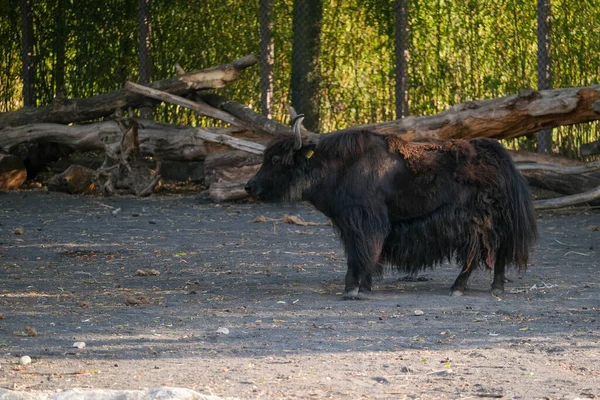 Bos Grunniens Black Yak Enclosure High Quality Photo — Fotografia de Stock