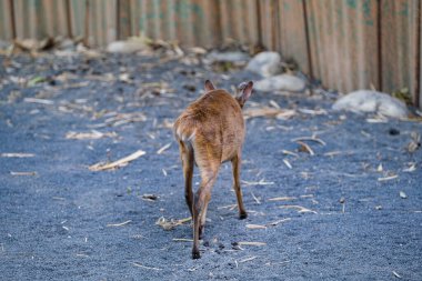 Muntiacus Rafinesque muntjak in park. High quality photo