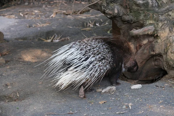 Porcupine Zoo Park High Quality Photo — 图库照片