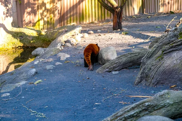 Ailurus Fuller Lesser Red Panda Park Высокое Качество Фото — стоковое фото