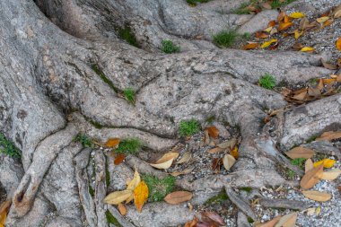 large roots exposed on the ground with leaves. High quality photo