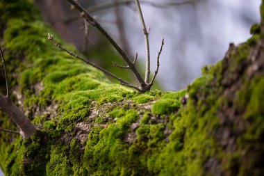 Lush green moss on branch in forest woodland. High quality photo