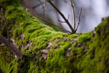 Lush green moss on branch in forest woodland. High quality photo