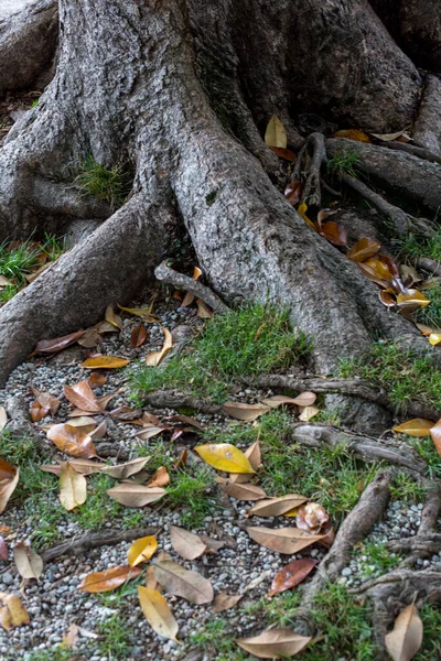 Large Roots Exposed Ground Leaves High Quality Photo — Zdjęcie stockowe