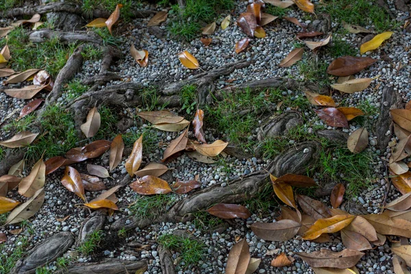 Μεγάλες Ρίζες Εκτεθειμένες Στο Έδαφος Φύλλα Υψηλής Ποιότητας Φωτογραφία — Φωτογραφία Αρχείου