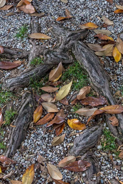 Large Roots Exposed Ground Leaves High Quality Photo —  Fotos de Stock