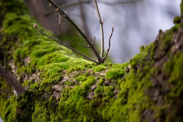Lush Green Moss Branch Forest Woodland High Quality Photo — Foto de Stock