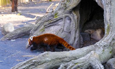 Ailurus fulgens lesser red panda in the park. High quality photo