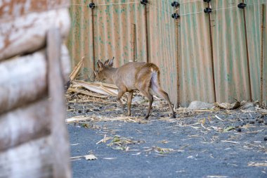 Muntiacus Rafinesque muntjak in park. High quality photo