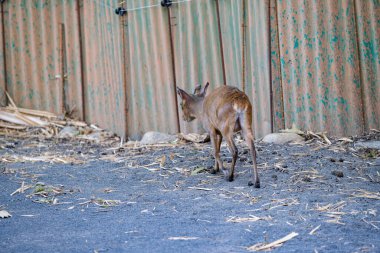 Muntiacus Rafinesque muntjak in park. High quality photo