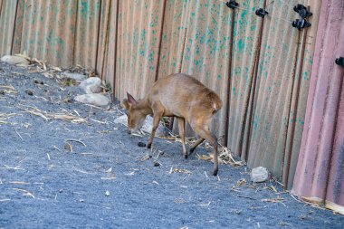 Muntiacus Rafinesque muntjak in park. High quality photo