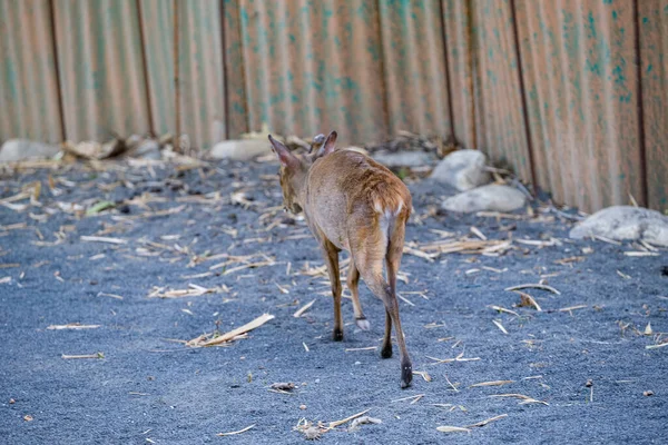 Muntiacus Rafinesque muntjak in park. High quality photo