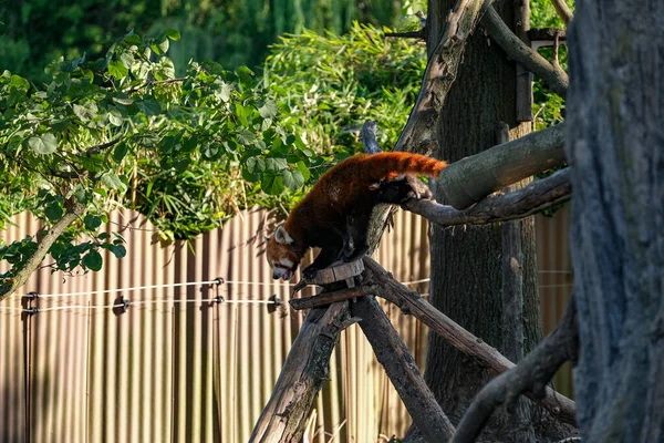 Ailurus Fulgens Lesser Red Panda Park High Quality Photo — Photo