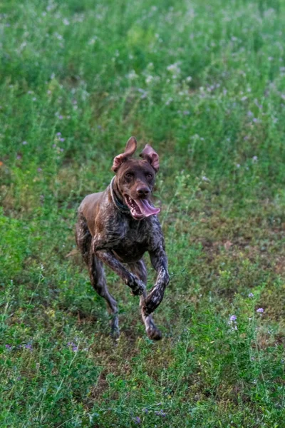 Anjing Pemburu Kurzhaar Berwarna Coklat Dan Putih Dalam Aksi Berburu — Stok Foto