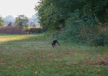 Kahverengi ve beyaz kurzhaar av köpeği. Yüksek kalite fotoğraf