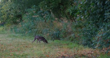 Kahverengi ve beyaz kurzhaar av köpeği. Yüksek kalite fotoğraf