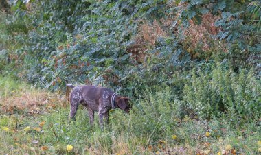 Kahverengi ve beyaz kurzhaar av köpeği. Yüksek kalite fotoğraf