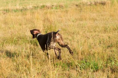 Kahverengi ve beyaz kurzhaar av köpeği. Yüksek kalite fotoğraf