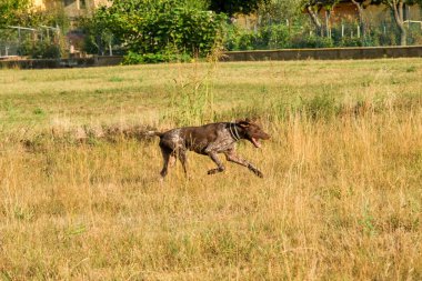 Kahverengi ve beyaz kurzhaar av köpeği. Yüksek kalite fotoğraf