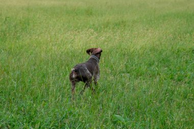 Kahverengi ve beyaz kurzhaar av köpeği. Yüksek kalite fotoğraf