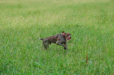 Kahverengi ve beyaz kurzhaar av köpeği. Yüksek kalite fotoğraf