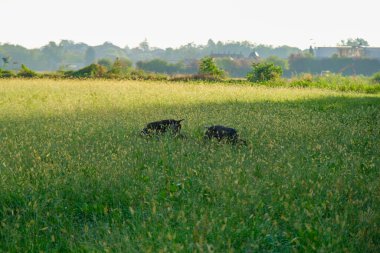 Kahverengi ve beyaz kurzhaar av köpeği. Yüksek kalite fotoğraf