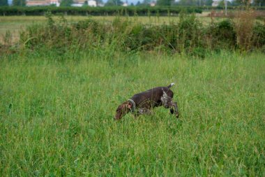 Kahverengi ve beyaz kurzhaar av köpeği. Yüksek kalite fotoğraf
